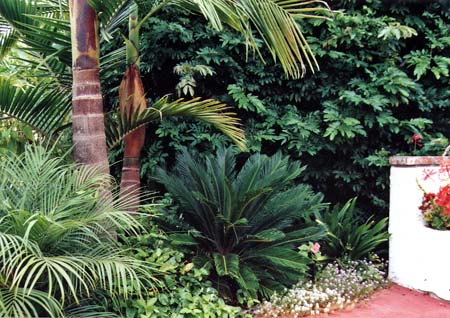 Tropical Planting